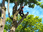 Sectional Dismantling - Tree limb removal