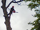 Sectional Dismantling - High tree limb removal