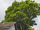 Sycamore tree for removal