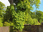 Sycamore in garden corner